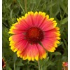 Outsidepride Gaillardia Aristata - 1000 Seeds