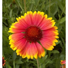 Outsidepride Gaillardia Aristata - 1000 Seeds