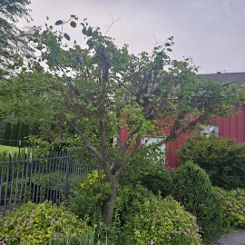 Sunshinemaster x12 Eastern Redbud Seed Pods  (JUDAS TREE)