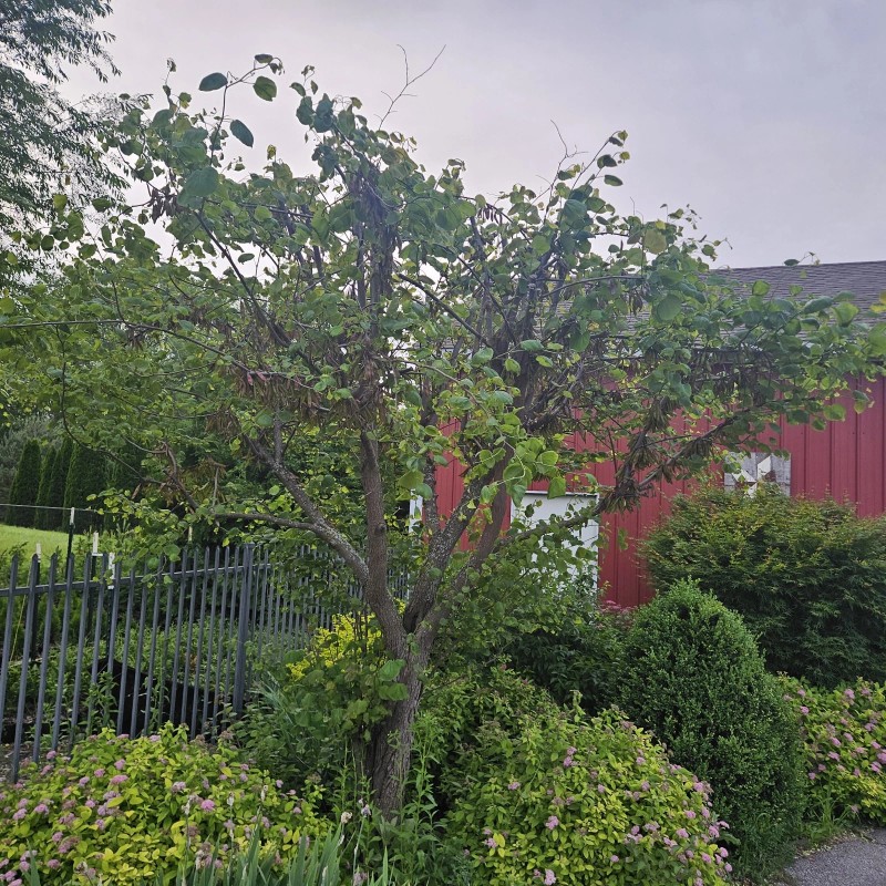 Sunshinemaster x12 Eastern Redbud Seed Pods (JUDAS TREE)