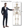 Life Size Skeleton bones named Poster for classroom or lab