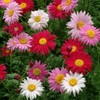 1000+ Pyrethrum Tanacetum coccineum - Flower Garden Seeds - Perennial