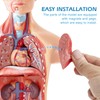Merinden Human Body Model for Anatomy Study, 15 Part 11''