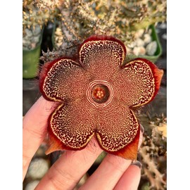 Generic Edithcolea Grandis | Live Plant | Live Succulent, White