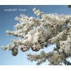 Design Master 840 Snow Blast Spray, White, 32.48" Height