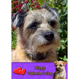 Border Terrier Dog Valentines Day Card