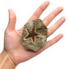 BicBugs Fossil petraster starfish Morocco 440 million years old