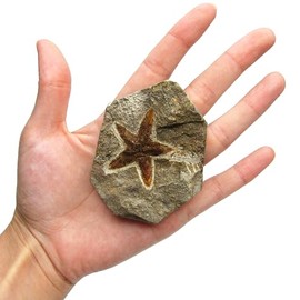 BicBugs Fossil petraster starfish Morocco 440 million years old