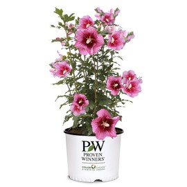 2g Proven Winners Hibiscus Red Pillar
