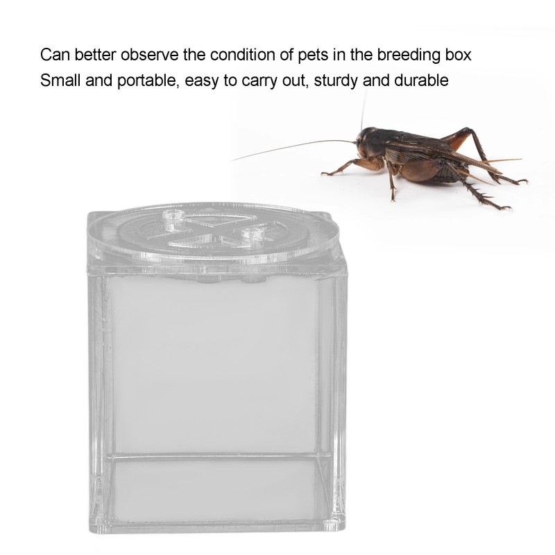Square Insect Breeding Box Cricket Spider Reptile Insect Square Acrylic