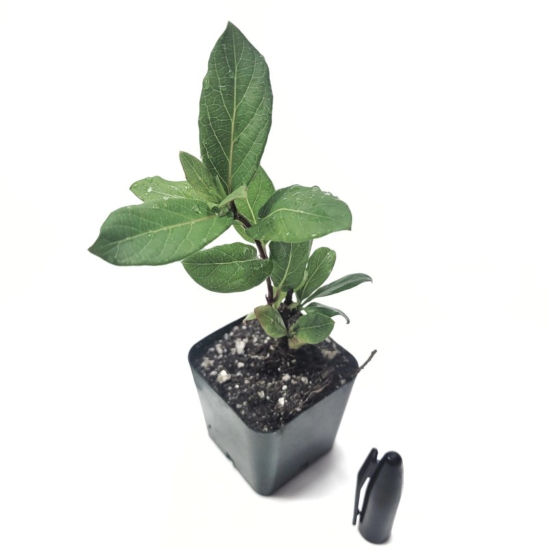 Roots Hall's Honeysuckle starter Live Plant - 1 Stem with