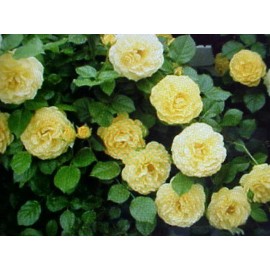 YELLOW BABY ROSE SEEDS 10 SEEDS   FRAGRANT CLIMBING THORNLESS BABY YELLOW COLOR ROSE SEEDS USA SELLER