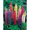 Mr Fothergill's 11554 Flower Seeds, Lupin Russell Mixed