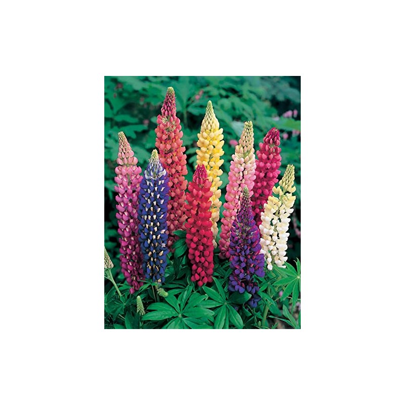 Mr Fothergill's 11554 Flower Seeds, Lupin Russell Mixed