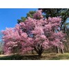 Okame Cherry Blossom Plant - Japanese Cherry Blossom Tree for
