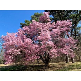 Okame Cherry Blossom Plant - Japanese Cherry Blossom Tree for Planting (6''-10'' Tall) - Not Ship AZ, CA