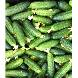 CEMEHA SEEDS - Seeds Cucumber Envy of a Neighbor F1 45 Days Open-Pollinated Pickling Non GMO Vegetable for Planting