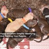 15 Colors Puppy ID Collars, Whelping Puppies ID Bands, Double-Sided