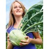 KIRA SEEDS - Seeds Biennial Kohlrabi - Giant Cabbage -