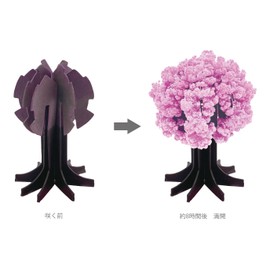 Chatani 39-385 Cherry Blossom Blooming Object/Cherry Blossom Capital (W x D x H): 4.7 x 4.7 x 3.3 inches (12 x 12 x 8.5 cm), Made in Japan