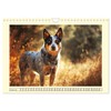 Australian Cattle Dogs. Real Cowboys and Heroes of the Farm