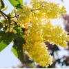 PeavyTailor 50 Yellow Lilac Seeds Fragrant Flower Shrub Bush Japanese