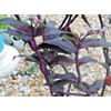 Tripogandra Serrulata - Purple Scimitars - Tradescantia Elongata - Spiderwort