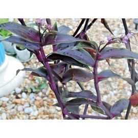 Tripogandra Serrulata - Purple Scimitars - Tradescantia Elongata - Spiderwort