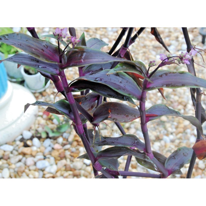 Tripogandra Serrulata - Purple Scimitars - Tradescantia Elongata - Spiderwort