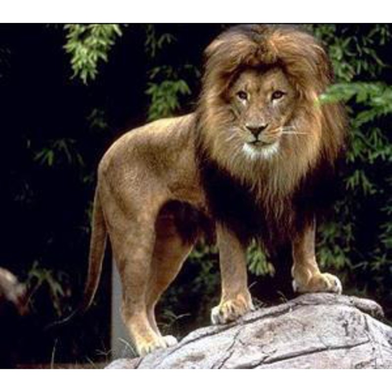 Omegon Blackstar Binoculars 10 x 42