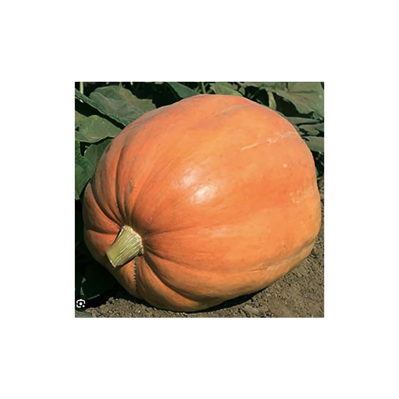 Mammoth Gold Pumpkin Seeds - Heirloom - 20+ Seeds