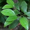 Cinnamon Leaf 50ml Incent Essential Oil Essential Oil