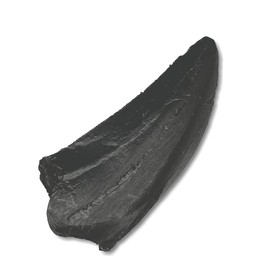 Tyrannosaurus Rex Tooth Replica