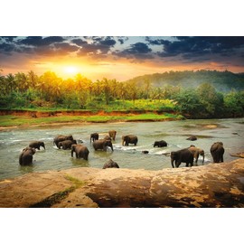 Pierre Belvédère • 1000-Piece Puzzle • Peaceful Elephants • 68 x 48 cm • The Essentials • Jigsaw Family Puzzle Table Game • 650345