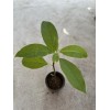 Avocado Tree 15” No Pot Live Plant Ready To Plant