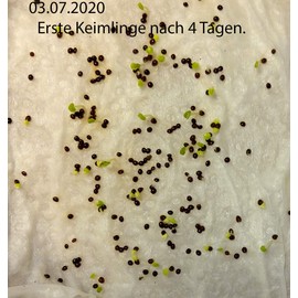 200 Coleus Rainbow Seeds Mix for Planting Multicolor Flowers Seeds Easy to Grow Outdoor Home Garden Flower Seeds Gardening Supplies