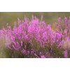 Lowhill Valley Heather Flower Herbal Tea - The Tranquil Elixir