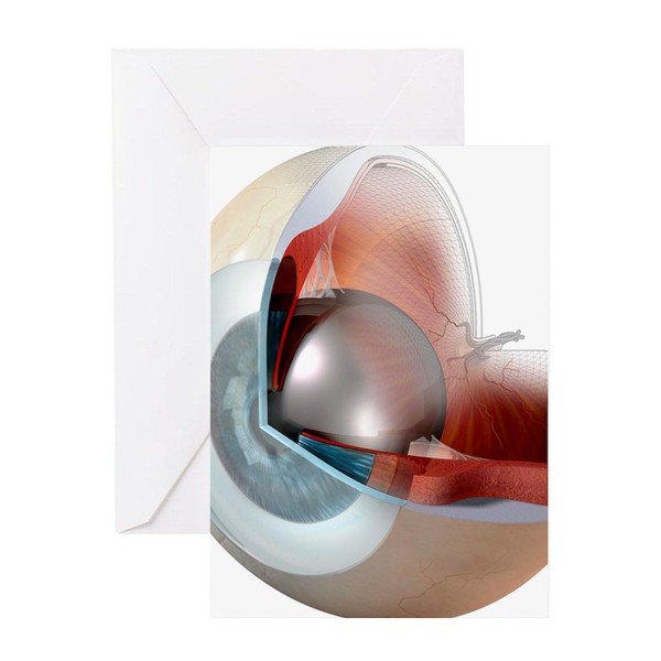 CafePress Eye Anatomy, Artwork Folded Greeting Card Matte