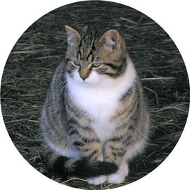 Fashion Jewelry New Jewelry TABBY CAT KITTEN Pendant WITH 925 Sterling Silver 22" Necklace