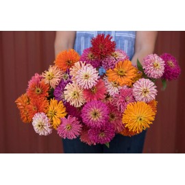 TomorrowSeeds Cactus Mix Zinnia Seeds | Giant Cut Come Again Rainbow Dahlia Flower Seed 2025 - 200+ Count