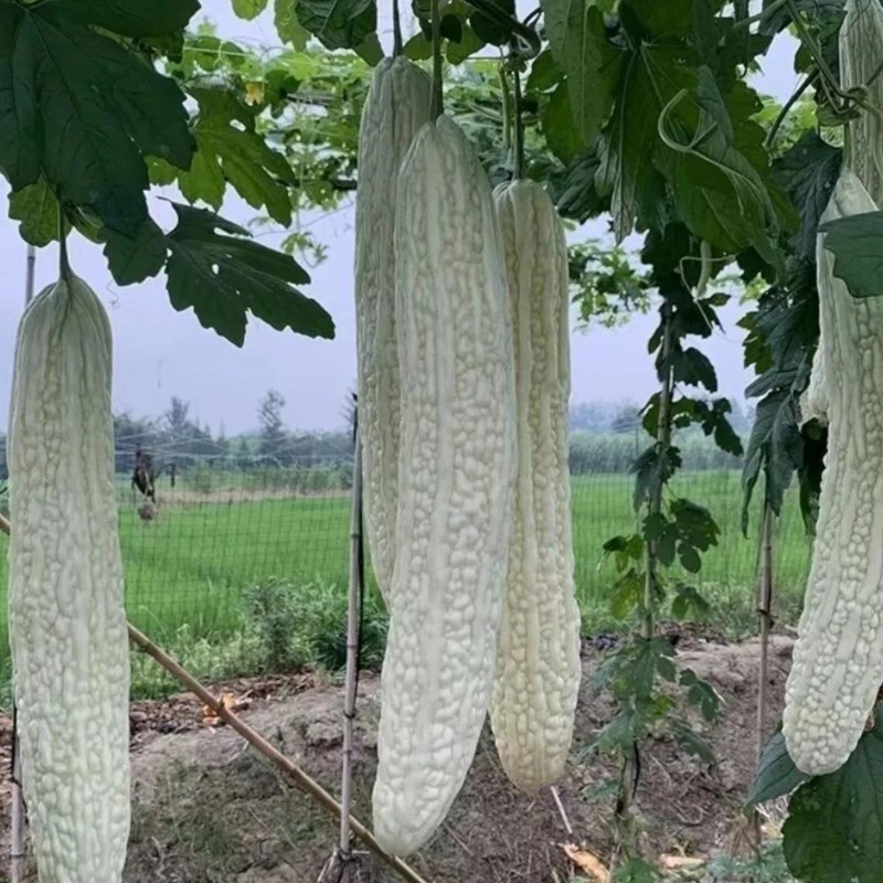 ZEshops 15pcs White Pearl Bitter Gourd Seeds Heirloom Balsam Pear