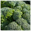 Everwilde Farms - 1 Oz Green Sprouting Calabrese Broccoli Seeds