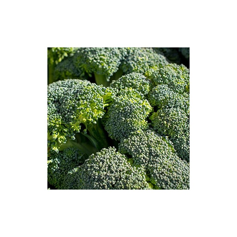 Everwilde Farms - 1 Oz Green Sprouting Calabrese Broccoli Seeds