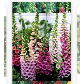 500+ SEEDS- Foxglove Flower Seeds-BUY 2 Get 1 FREE (Add 2 in cart)
