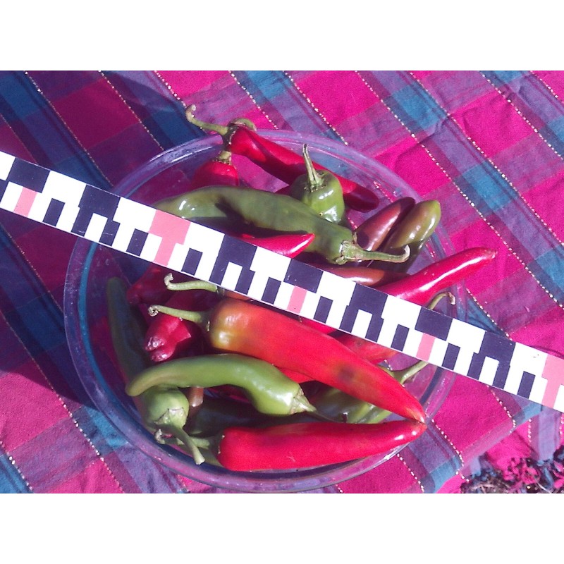 4 Cats and a Herd Farm 0.25 g New Mexico