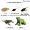 Life Cycle Numbers of Frog, Life Cycle Phases Simulation Animal