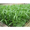 100g - 2000++ Hat Giong Rau Muong La TRE. Kong
