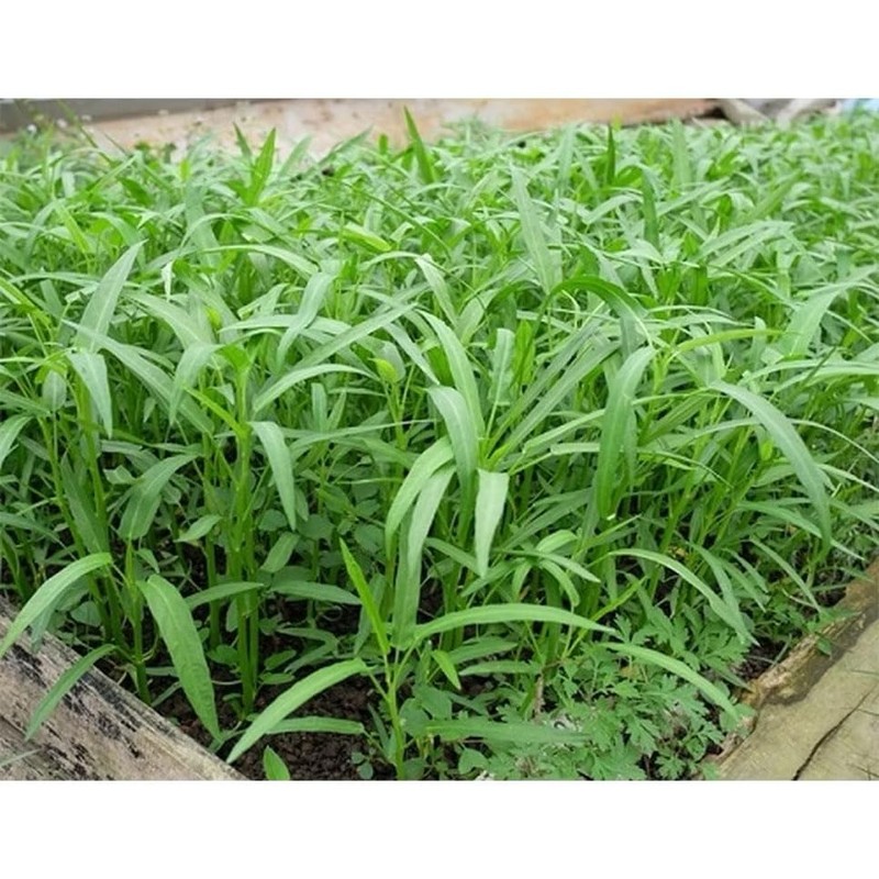 100g - 2000++ Hat Giong Rau Muong La TRE. Kong