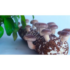 RAISE ME UP: Shiitake Mushrooms Spores Non GMO Heirloom 100 Seeds