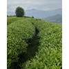 Chinese black tea (Top tier Jin Jun Mei)